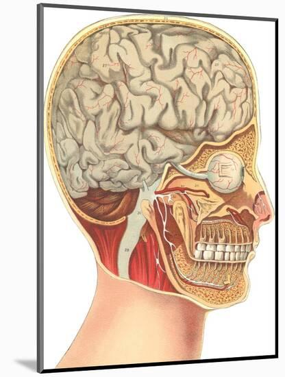 Interior of the Head-null-Mounted Art Print