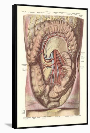 Interior of the Lower Abdomen-null-Framed Stretched Canvas