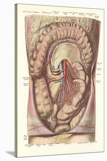 Interior of the Lower Abdomen-null-Stretched Canvas