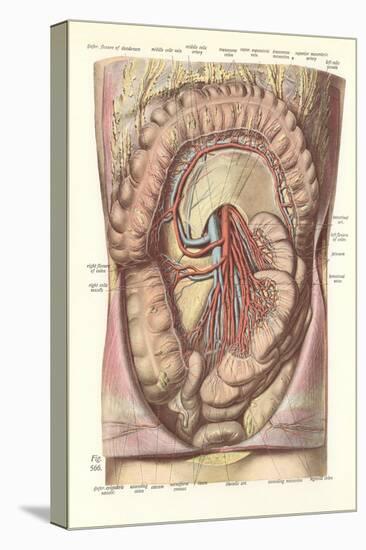 Interior of the Lower Abdomen-null-Stretched Canvas