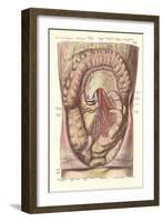 Interior of the Lower Abdomen-null-Framed Art Print