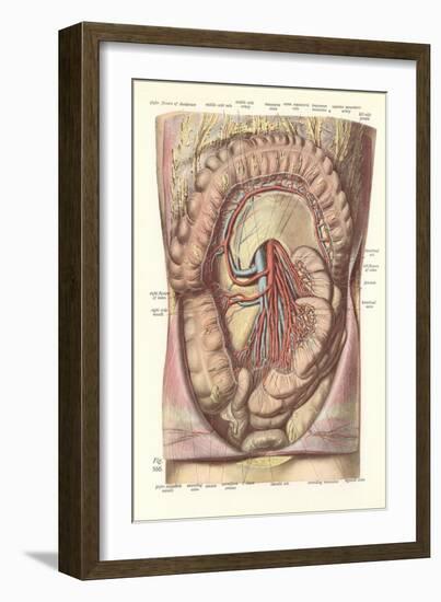 Interior of the Lower Abdomen-null-Framed Art Print