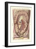 Interior of the Lower Abdomen-null-Framed Art Print