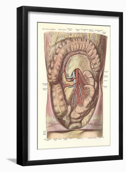 Interior of the Lower Abdomen-null-Framed Art Print