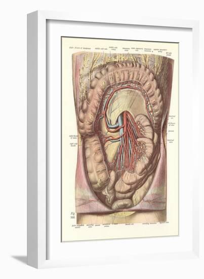 Interior of the Lower Abdomen-null-Framed Art Print