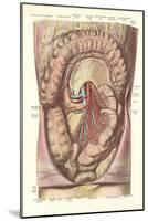 Interior of the Lower Abdomen-null-Mounted Art Print