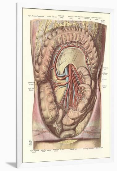 Interior of the Lower Abdomen-null-Framed Art Print