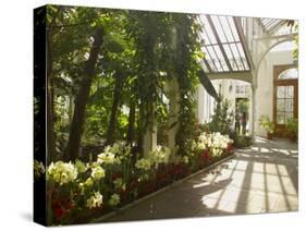 Interior of the Temperate House, Kew Gardens, Unesco World Heritage Site, London, England-David Hughes-Stretched Canvas