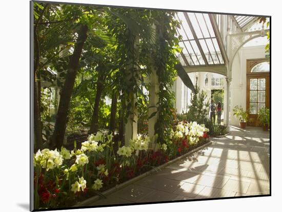 Interior of the Temperate House, Kew Gardens, Unesco World Heritage Site, London, England-David Hughes-Mounted Photographic Print
