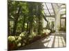 Interior of the Temperate House, Kew Gardens, Unesco World Heritage Site, London, England-David Hughes-Mounted Photographic Print