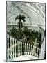 Interior of the Temperate House, Restored in 1982, Kew Gardens, Greater London-Richard Ashworth-Mounted Photographic Print
