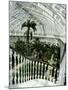 Interior of the Temperate House, Restored in 1982, Kew Gardens, Greater London-Richard Ashworth-Mounted Photographic Print