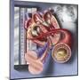 Interior View of Heart with Detail of Muscle Cells and Atherosclerotic Artery-null-Mounted Art Print