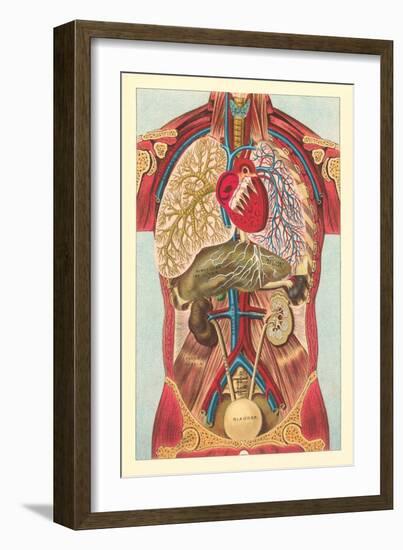 Interior View of Human Abdomen-null-Framed Art Print