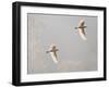 Intermediate Egret (Mesophoyx Intermedia), Flying Over the Bagmati River, Kathmandu, Nepal-Don Smith-Framed Photographic Print