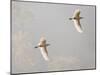 Intermediate Egret (Mesophoyx Intermedia), Flying Over the Bagmati River, Kathmandu, Nepal-Don Smith-Mounted Photographic Print