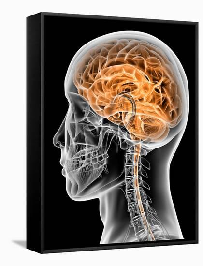 Internal Brain Anatomy, Artwork-PASIEKA-Framed Stretched Canvas