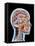 Internal Brain Anatomy, Artwork-PASIEKA-Framed Stretched Canvas