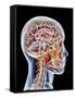 Internal Brain Anatomy, Artwork-PASIEKA-Framed Stretched Canvas