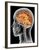 Internal Brain Anatomy, Artwork-PASIEKA-Framed Photographic Print