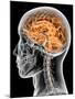 Internal Brain Anatomy, Artwork-PASIEKA-Mounted Photographic Print