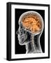 Internal Brain Anatomy, Artwork-PASIEKA-Framed Photographic Print