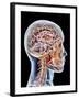 Internal Brain Anatomy, Artwork-PASIEKA-Framed Photographic Print