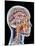 Internal Brain Anatomy, Artwork-PASIEKA-Mounted Photographic Print