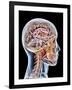 Internal Brain Anatomy, Artwork-PASIEKA-Framed Photographic Print