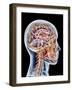 Internal Brain Anatomy, Artwork-PASIEKA-Framed Photographic Print