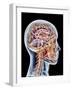 Internal Brain Anatomy, Artwork-PASIEKA-Framed Photographic Print