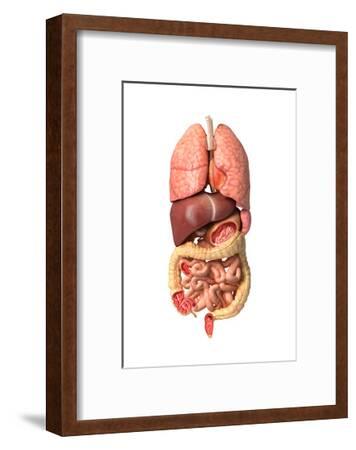 'Internal Organs of the Respiratory and Digestive System' Posters