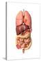 Internal Organs of the Respiratory and Digestive System-null-Stretched Canvas