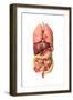 Internal Organs of the Respiratory and Digestive System-null-Framed Art Print