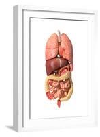 Internal Organs of the Respiratory and Digestive System-null-Framed Art Print