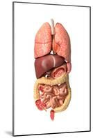 Internal Organs of the Respiratory and Digestive System-null-Mounted Art Print