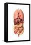 Internal Organs of the Respiratory and Digestive System-null-Framed Stretched Canvas