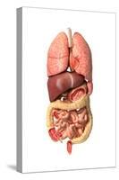 Internal Organs of the Respiratory and Digestive System-null-Stretched Canvas