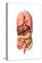 Internal Organs of the Respiratory and Digestive System-null-Stretched Canvas