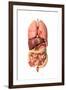 Internal Organs of the Respiratory and Digestive System-null-Framed Art Print