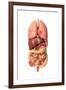 Internal Organs of the Respiratory and Digestive System-null-Framed Art Print