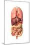 Internal Organs of the Respiratory and Digestive System-null-Mounted Art Print