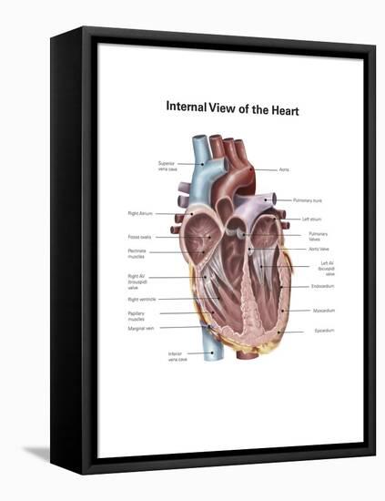 Internal View of the Human Heart-null-Framed Stretched Canvas