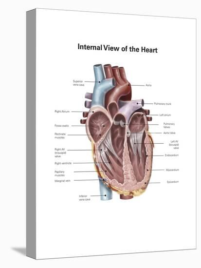 Internal View of the Human Heart-null-Stretched Canvas