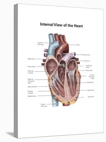 Internal View of the Human Heart-null-Stretched Canvas