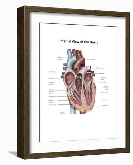 Internal View of the Human Heart-null-Framed Art Print