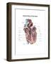 Internal View of the Human Heart-null-Framed Art Print