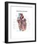 Internal View of the Human Heart-null-Framed Art Print