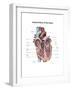 Internal View of the Human Heart-null-Framed Art Print