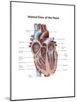 Internal View of the Human Heart-null-Mounted Art Print